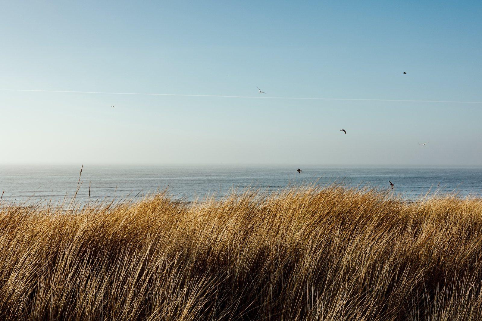 Strandhafer in den Dünen mit der Nordsee im Hintergrund, Bergen aan Zee